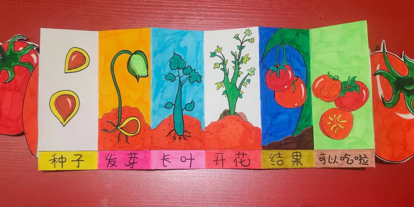 西红柿生长过程 创意思维美术