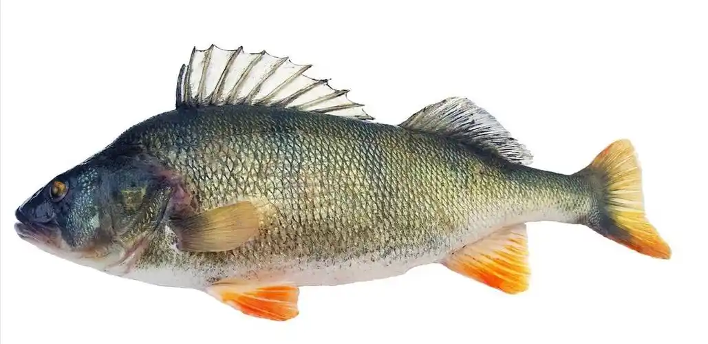 海水鲈鱼的体型较大较粗,淡水鲈鱼的体型较小较扁.