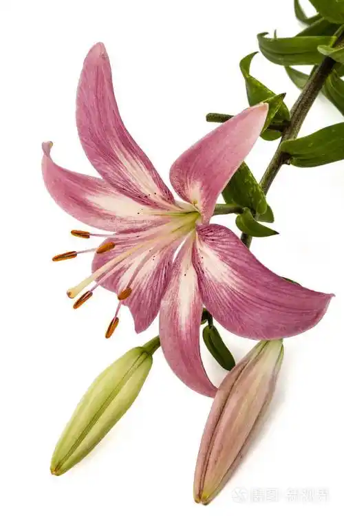 粉红色百合花, 在白色背景隔离照片-正版商用图片10rg46-摄图新视界