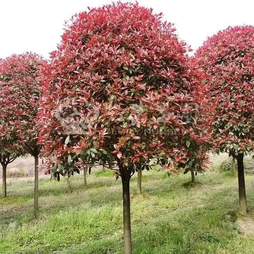 我国园林绿化中喧宾夺主的7种外国树逐渐成了本土霸主