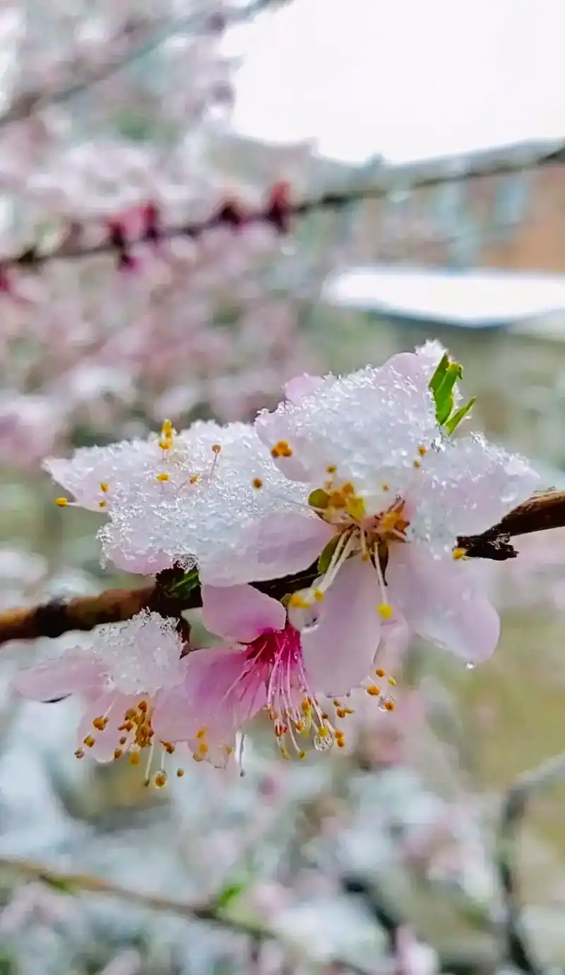 三月桃花雪 ,雪压枝头花. 花在雪中俏.正是桃花开放的时候, - 抖音