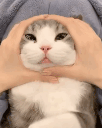 疫情结束后,朕一定要换个铲屎官