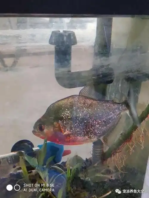 每日一鱼 | 红钻水虎鱼,有红色的眼睛,菱形的身形