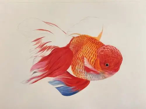 首次画金鱼 看到一张油画的金鱼很美, 不由得想用彩铅表现(侵权删)