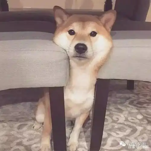 一脸无奈的汪星人 "在看我之前,能不能先救我出去?