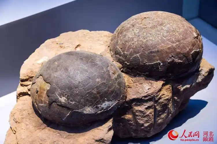 【图片直击】看缤纷多彩的动物去!邯郸北科科普馆博物馆日免费开放