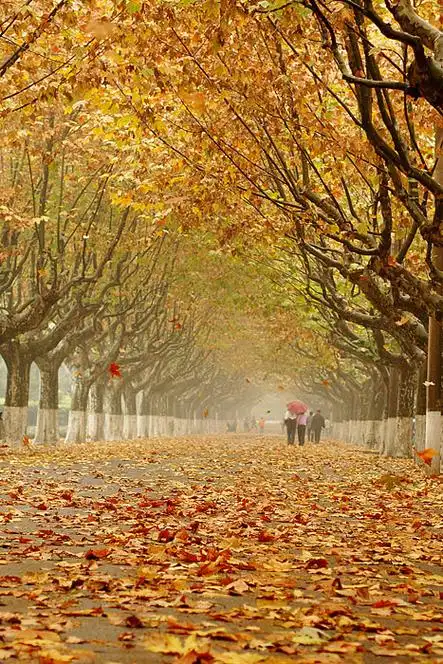 法桐图片大全大图(法桐树简笔画图片大全)