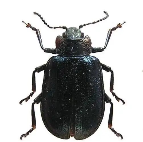 0mm.体长方形,背扁平.