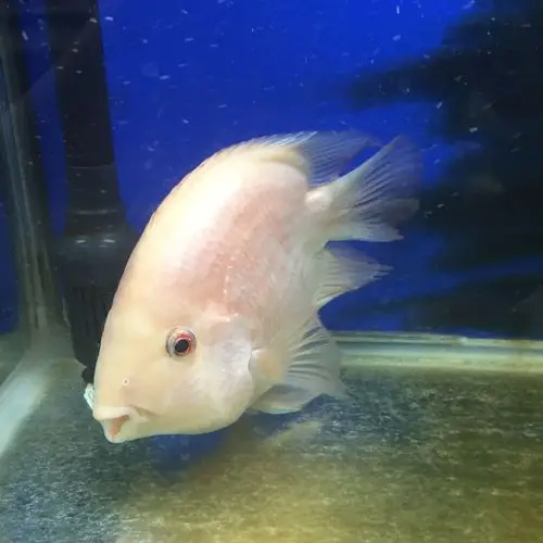 家里养的鹦鹉鱼颜色发白 还不吃鱼食