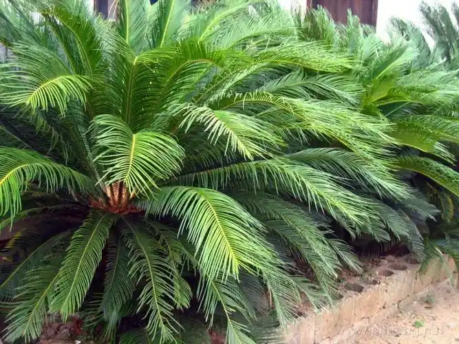 百科 巨型 苏铁