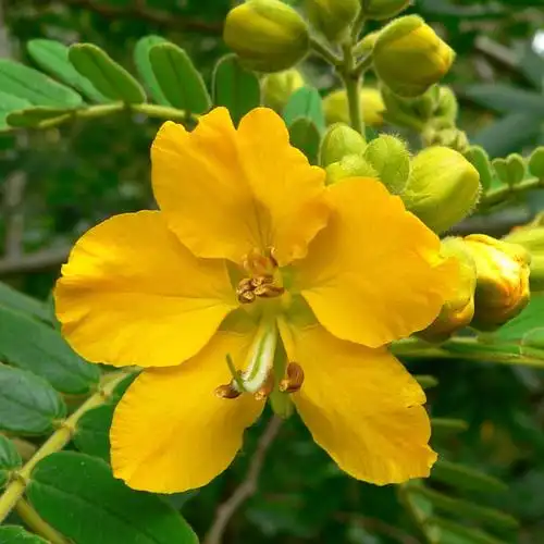 望江南驱蛇植物蛇灭门盆栽野决明驱蛇草灭蛇草防蛇花卉凤仙花种苗