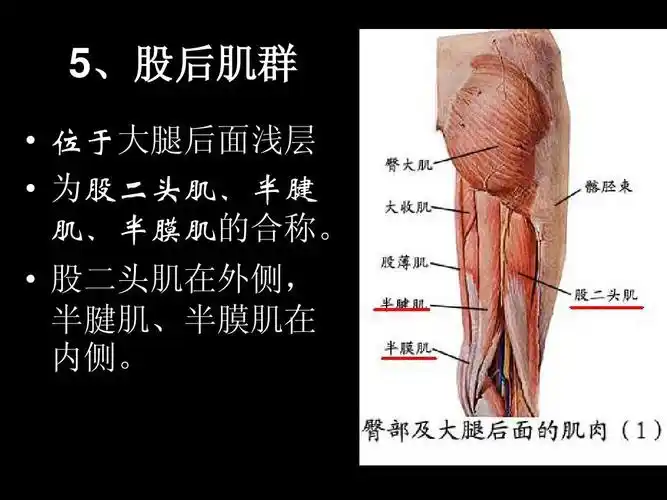 股二头肌在外侧, 半腱肌,半膜肌在 内侧.