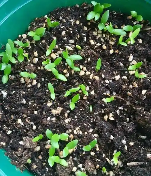 火龙果里的"芝麻"竟然能变成毛茸茸的绿植_种子_苗子_果肉