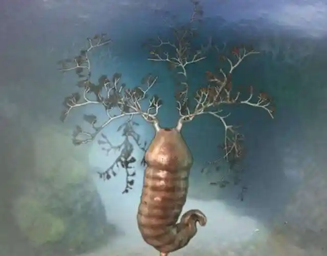 班府虫;班府虫属古虫动物,具有肉嘟嘟的外形,体长约10厘米,躯干和尾部