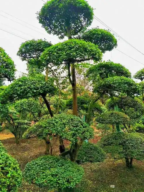 小叶女贞造型树 小叶女贞造型,云片10个左右,多年的精品造型苗木,自家