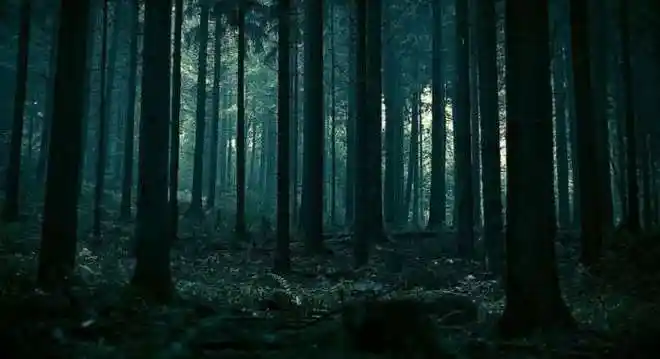 你听说过森林恐惧症吗恐怖阴森杀人藏尸