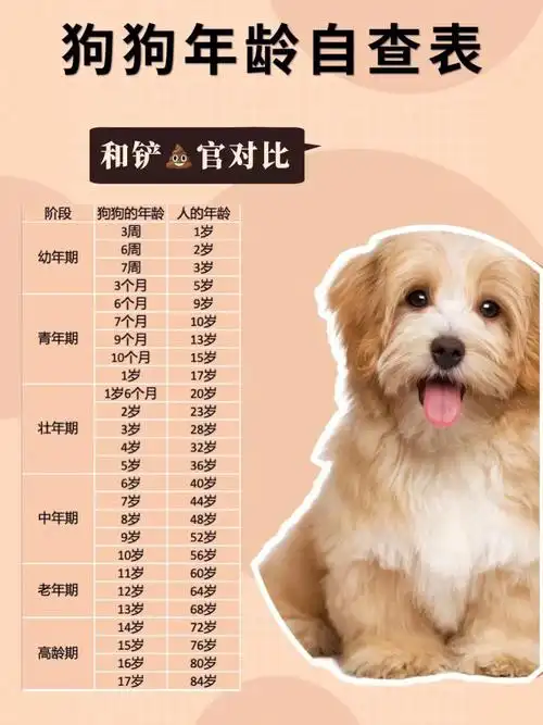 狗狗和人类年龄换算表家长来查收啦75
