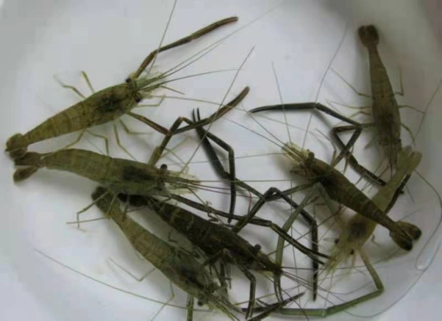 南漪湖青虾:这大自然馈赠的至鲜滋味,为席上珍品!