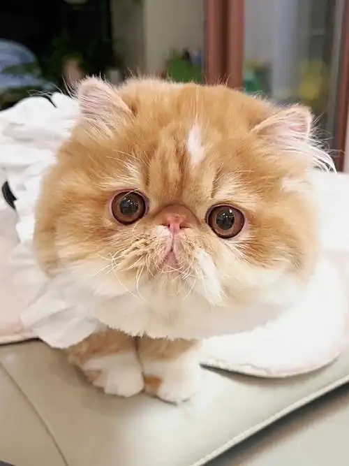 麻麻说没人给我点赞是因为我不可爱加菲猫