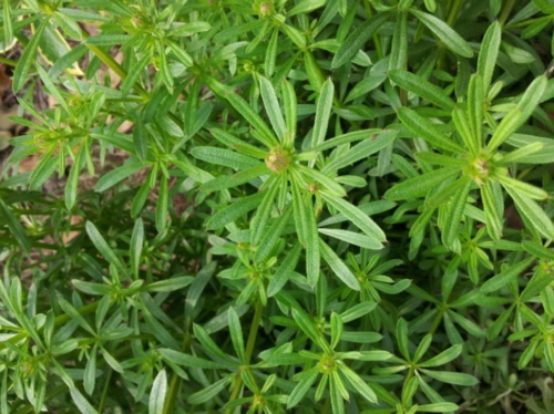 农村这种毫不起眼的"活血草",能清热解毒,消肿止痛,你认识吗