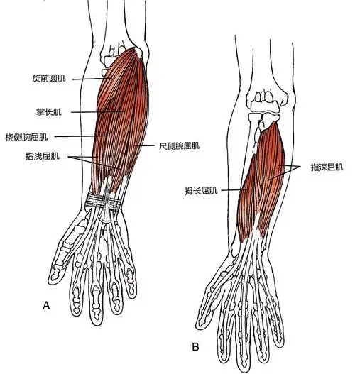 包括旋前圆肌两头,肱二头肌腱膜,指浅屈肌腱弓,掌深肌或桡侧腕屈肌