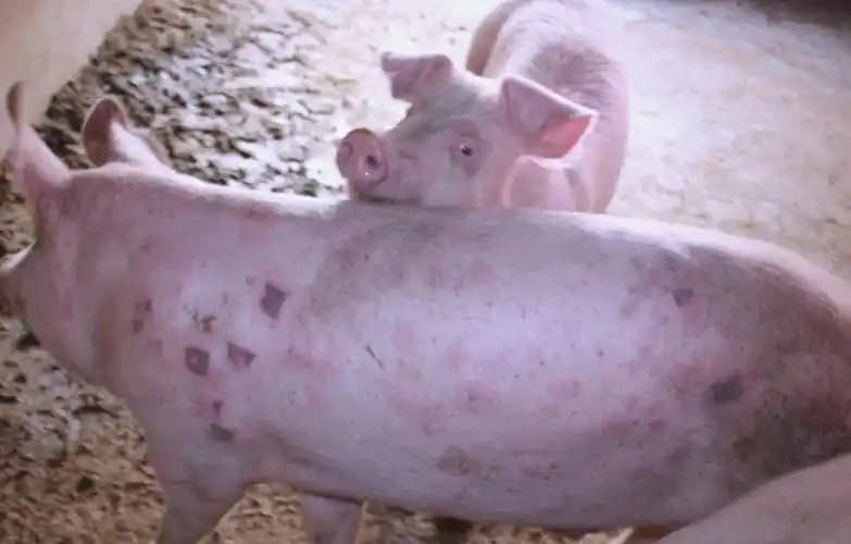 猪皮肤红点的成因及科学治疗方法详解