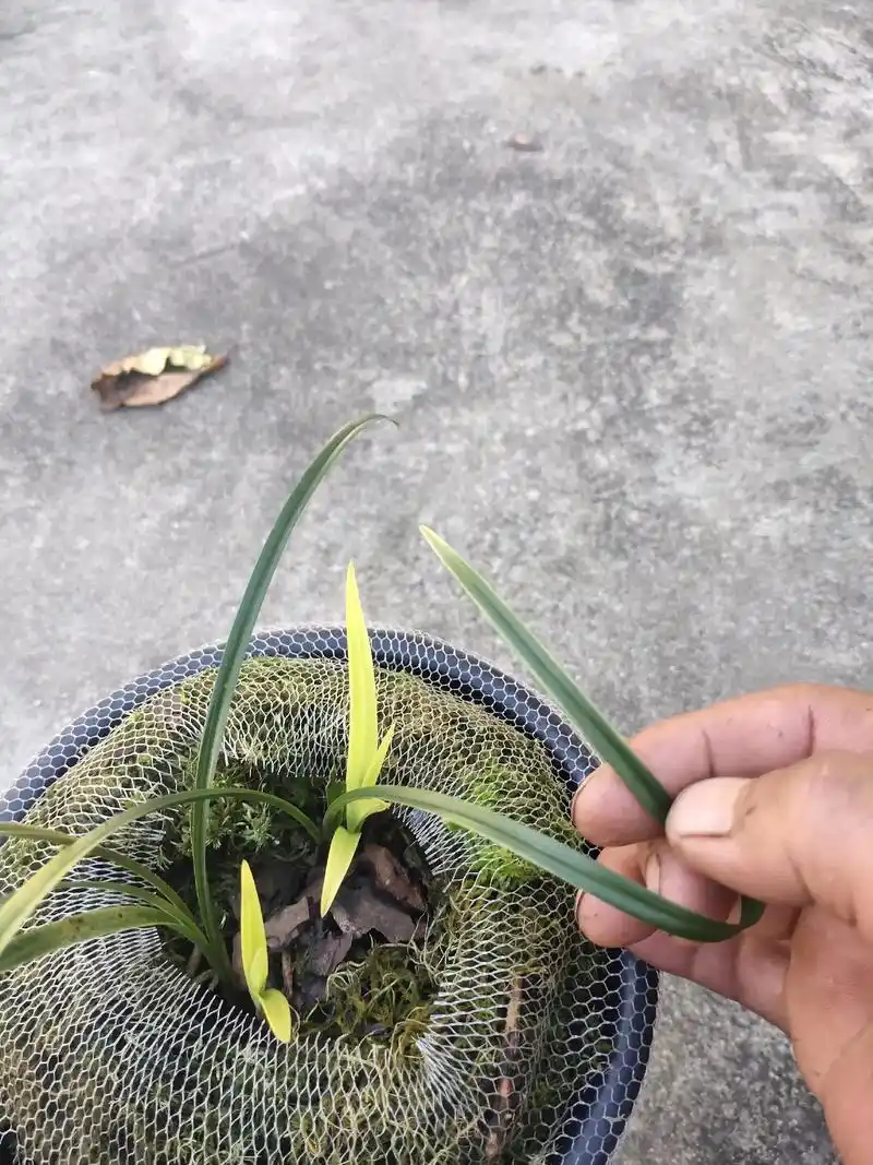 春兰斑草欣赏#只有照片能记录这份珍贵 #精品兰花  - 抖音