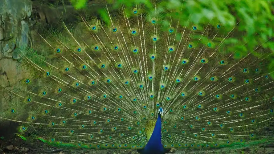 孔雀孔雀跳舞绿色背景孔雀5k背景图片壁纸