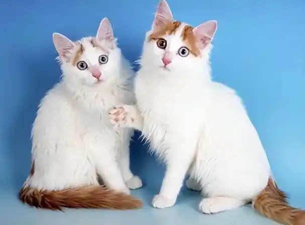 喵界的异国风情,土耳其的国宝——土耳其梵猫!