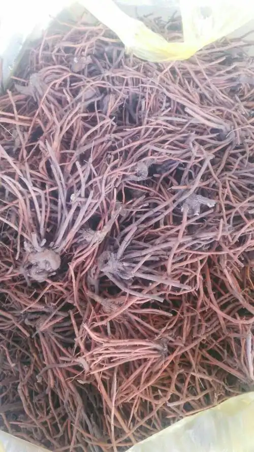 红根野蚕豆的作用