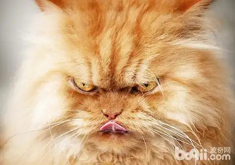 如何安抚炸毛的猫咪