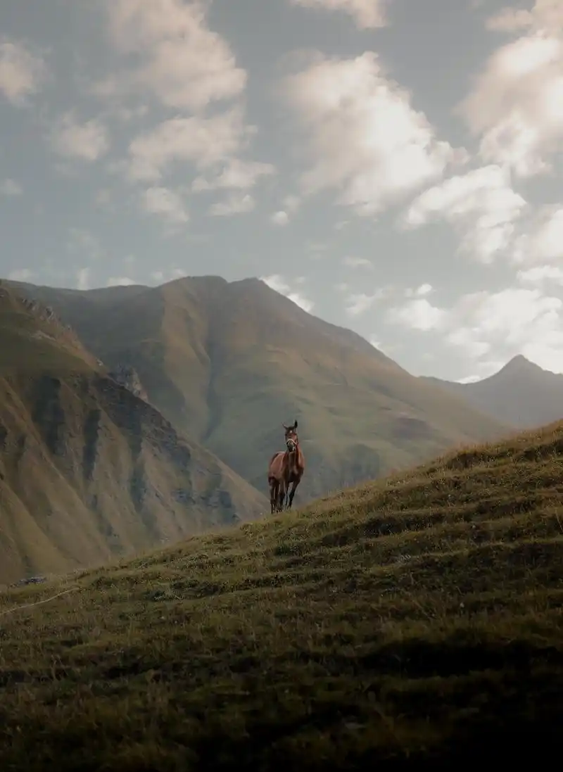 令人心旷神怡的12张草原图片,无水印高清草原背景壁纸素材