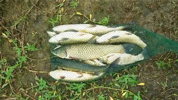 白酒里面加龙脑香,大草鱼连杆不断,鱼获就是好|龙脑香|草鱼|饵料_新浪