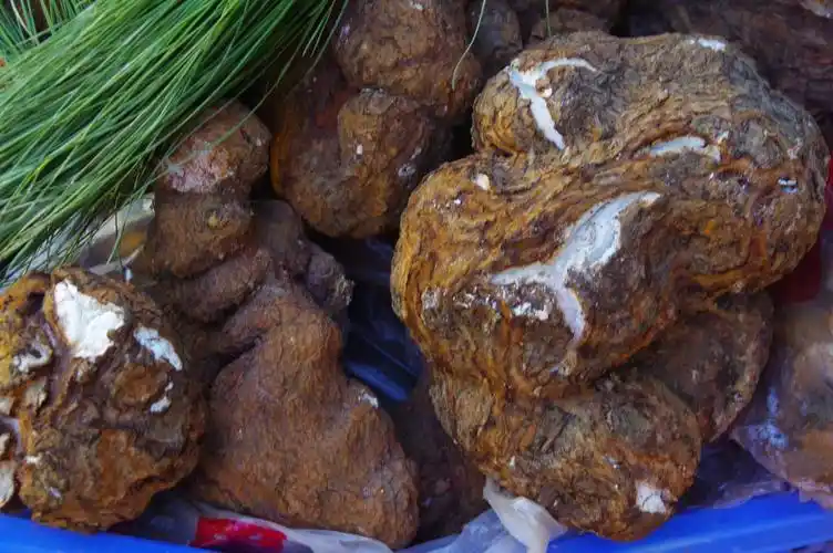 山野藏珍馐茯苓