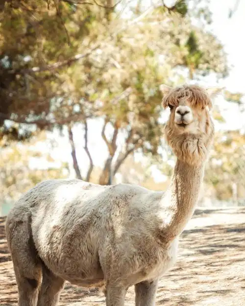 天真可爱的羊驼