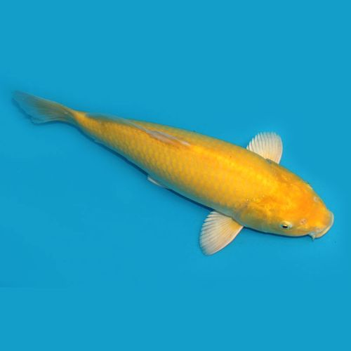 纯种日本锦鲤活鱼家养q观赏鱼淡水冷水鱼黄金白金黑金易养耐活包