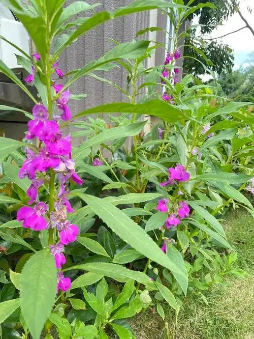 蛇最怕的六种植物