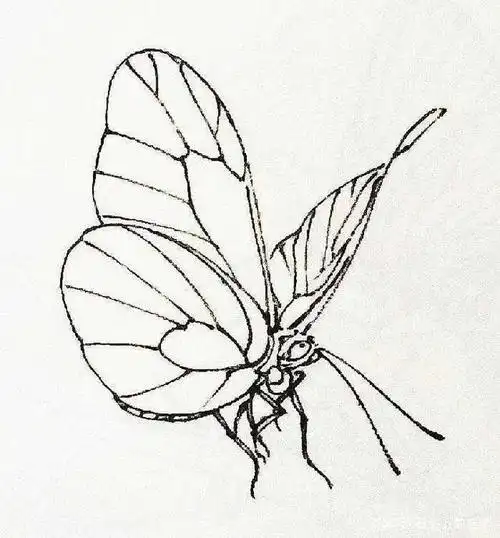 素材| 一组工笔常见草虫线稿112图 值得收藏