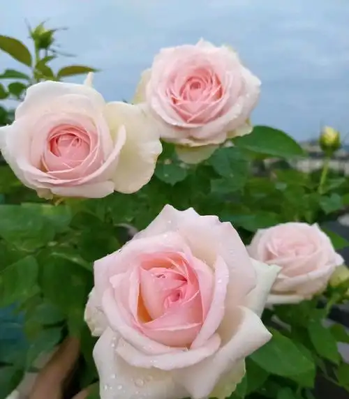 月季花品种介绍之—蒙娜丽莎,美胜玫瑰,浓香四溢,你值得拥有