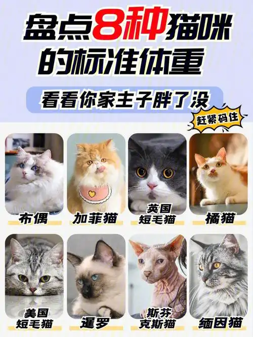 97 布偶成年标准体重93 母猫:4.5-5.5kg93 公猫:6-8kg布偶