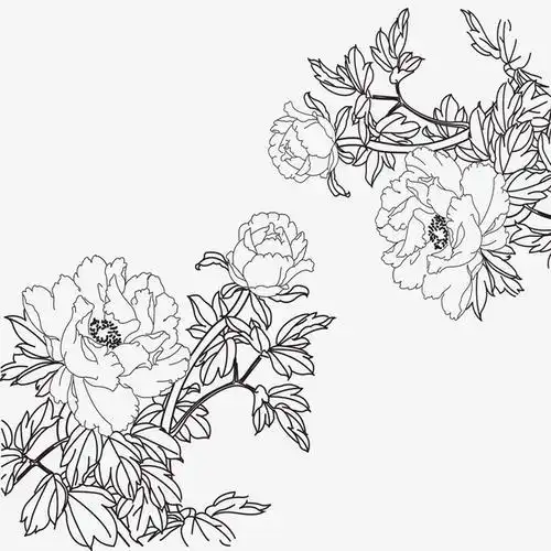 牡丹花简笔画 牡丹花简笔画大全