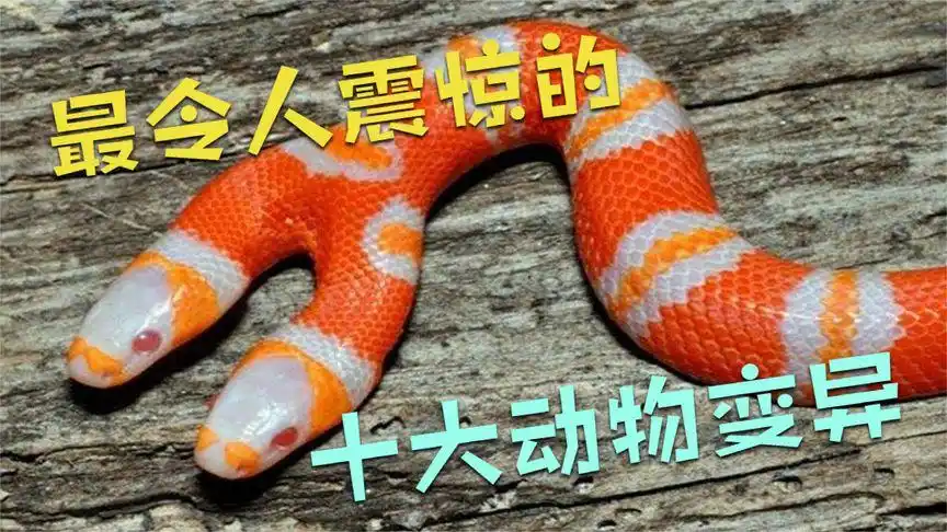最令人震惊的十大动物变异:双头蛇互相吞食,小猫长出一双翅膀.