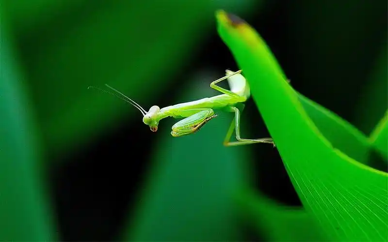 绿色清新螳螂高清摄影电脑壁纸图片大全下载高清大图预览2560x1600