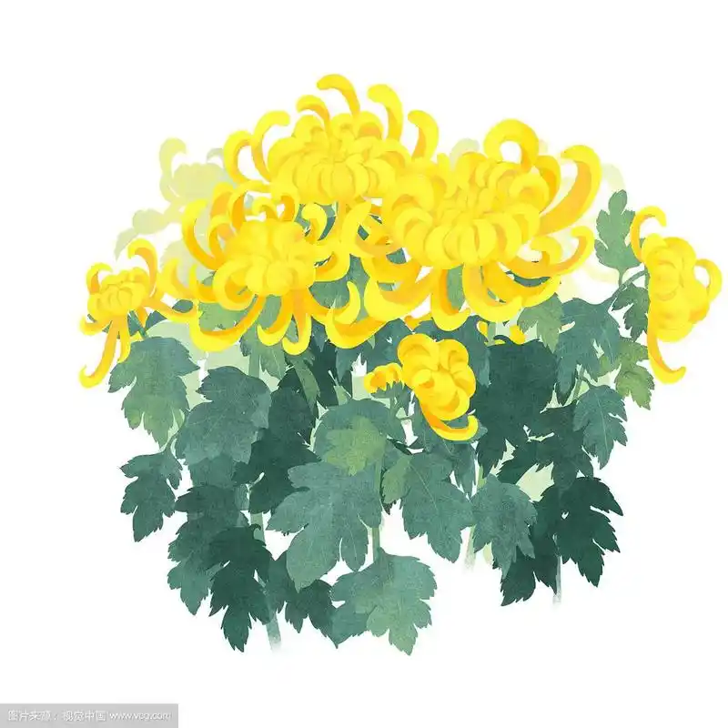 节气九月秋分盛开的菊花插画