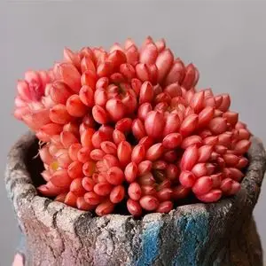 多肉植物宝石花价格