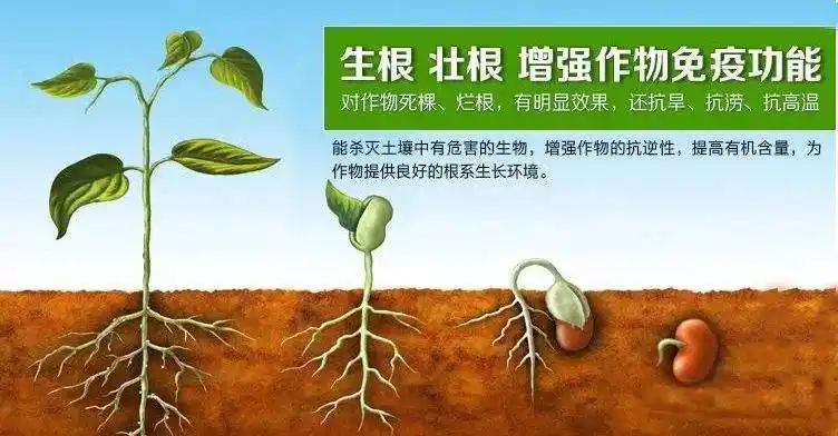 让作物根系爆发生长的药生根壮根保果壮果毛细根蹭蹭往下长