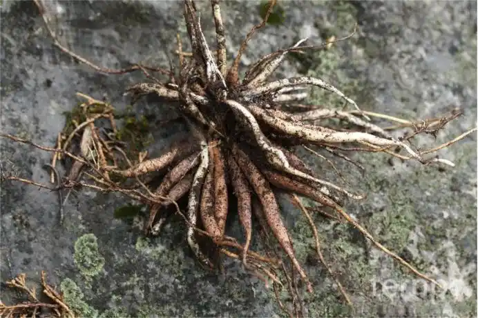 国家二级保护药用植物羊齿天门冬快繁技术