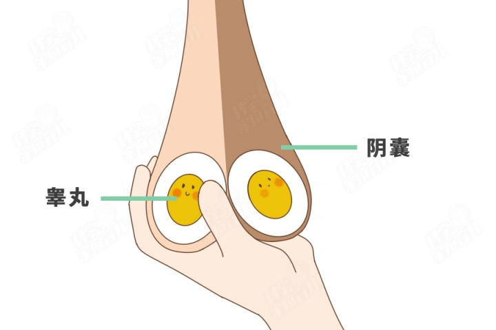 从"蛋蛋"到"单蛋",只因娃和家长不重视,错过了最佳治疗期