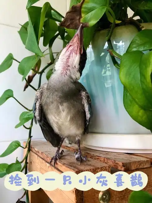 动物救助  #鸟 #手养灰喜鹊  #养灰喜鹊  #幼鸟灰喜鹊  #灰喜鹊雏鸟