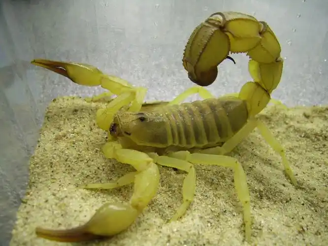 英文名:yellow fat-tailed scorpion(黄色大尾巴),是一种剧毒性蝎子